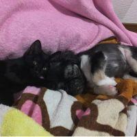 マロくんとミーコ 会員画像