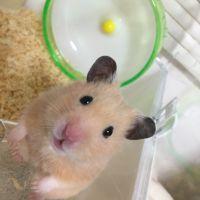 ひゅうちゃん 会員画像