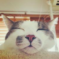 ニタトラ 会員画像