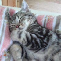 ぬこにゅう 会員画像