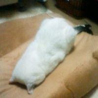 maruki 会員画像