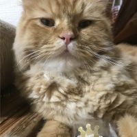 ももんがもも茶 会員画像