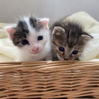 ハナイロ 会員画像