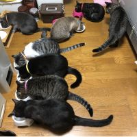 ワンニャンとぴろむさんのホーム ネコジルシ