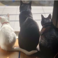 ネコネコ母さん 会員画像
