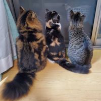 りとそら 会員画像