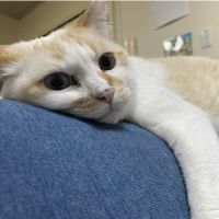 幸村エース 会員画像