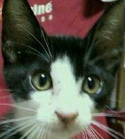 日本橋 会員画像