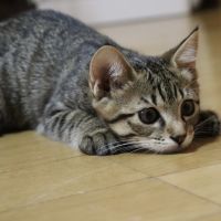 あんころもちのママ 会員画像