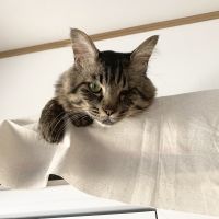 トムココ 会員画像