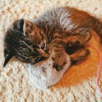 iwatama 会員画像