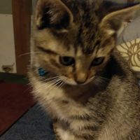 ごもかつ 会員画像