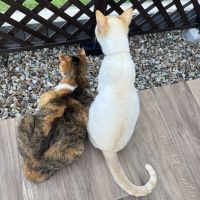 きなよもさん