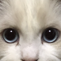 メグの親 会員画像