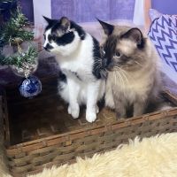仔打狼さん