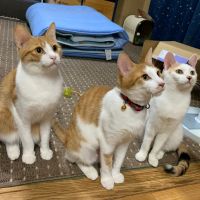 ハラホロヒラハレ 会員画像