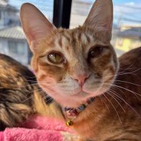 yoshikolucky 会員画像