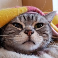 くりちゃんだよさん