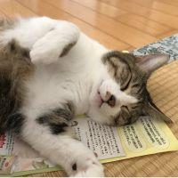 シマシマ 会員画像