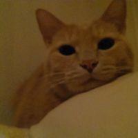 wakawaka 会員画像