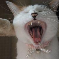 みきたま 会員画像