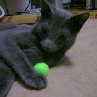 ハッチ 会員画像