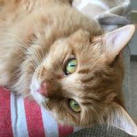猫目漱石 会員画像