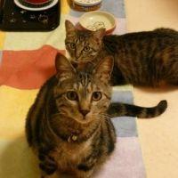 ちょこぱぱさん