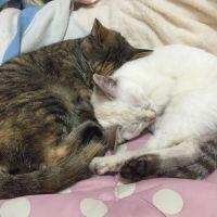 3ニャンズ 会員画像