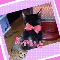 猫にん 会員画像