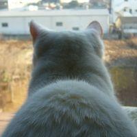 くろくろ 会員画像