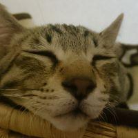 会員画像