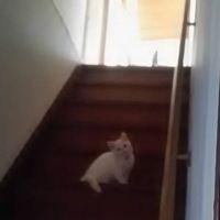 ムーンキャット 会員画像