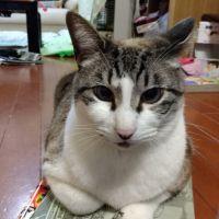 ももちっぺ 会員画像
