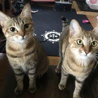 志保ニャン 会員画像