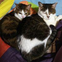 My sweet Cats 会員画像
