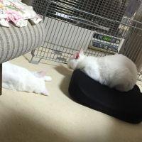 くうもも 会員画像