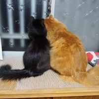 モコモコmam 会員画像