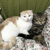 スコスコ 会員画像