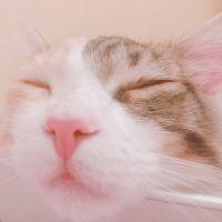 りんたんのママ 会員画像