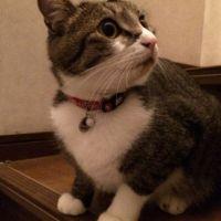 まちすけ2 会員画像