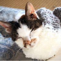 サンペレ 会員画像