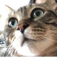 ねこのさくら 会員画像
