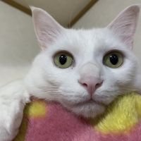 こなたろう 会員画像