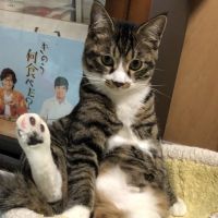 でんすけスイカ 会員画像