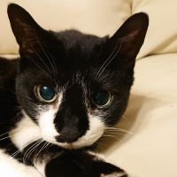 ねこたっきー 会員画像