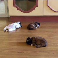 おかか03 会員画像