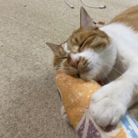 会員画像