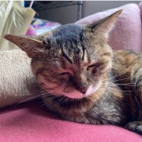 ゆり* 会員画像