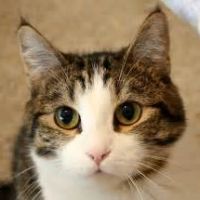 猫さん0118 会員画像
